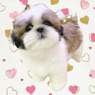 シーズー【福岡県・男の子・2022年7月17日・ゴールド&ホワイト】の写真「もこもこマイペース⭐︎」