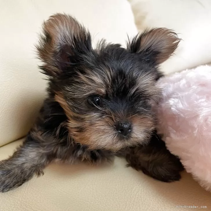 ID:2508-06226の子犬
