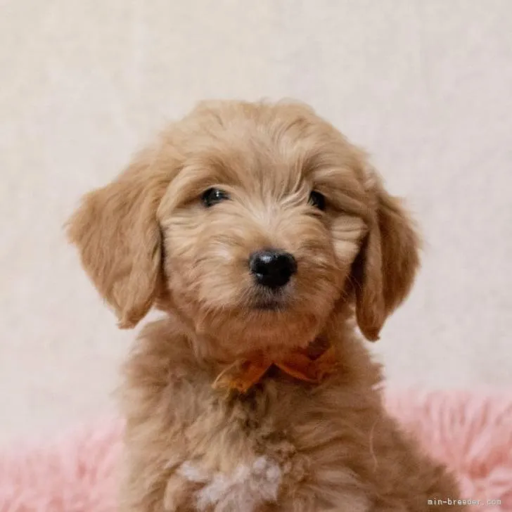 ID:2210-02101の子犬