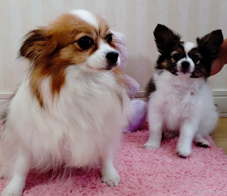 可愛いわんちゃん＆家庭犬として飼いやすいわんちゃんをブリーディングしています。｜宮腰　幸子(みやこし　さちこ)ブリーダー(栃木県・パピヨンなど・JKC登録)の紹介写真1