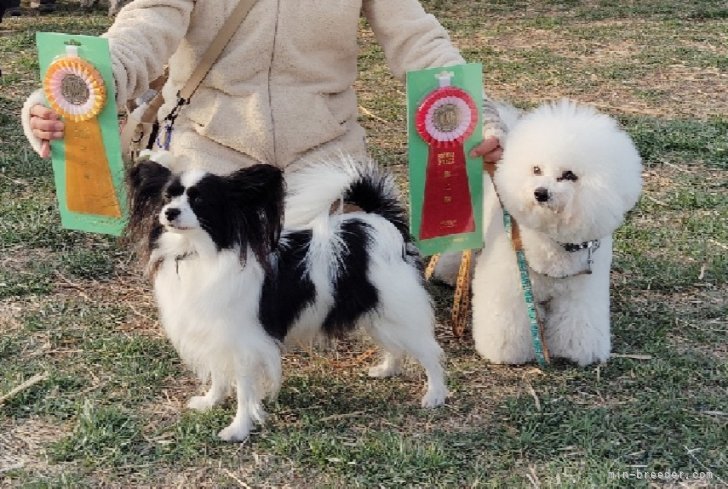 当犬舎の親犬と子どもはお利口さんで訓練競技会で活躍しています。｜宮腰　幸子(みやこし　さちこ)ブリーダー(栃木県・パピヨンなど・JKC登録)の紹介写真5