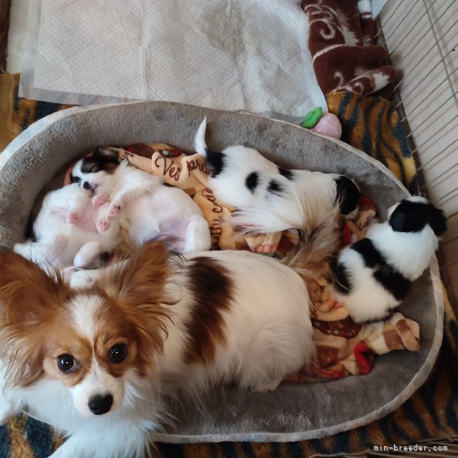 最初に生まれたパピヨン仔犬とピンちゃん🩷｜宮腰　幸子(みやこし　さちこ)ブリーダー(栃木県・パピヨンなど・JKC登録)の紹介写真9