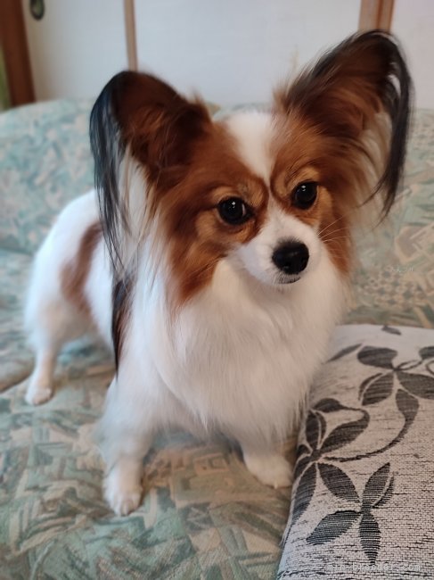 パピヨン【・女の子・2019年2月2日・ホワイト&amp;ブラウン】「子犬達の遊び相手をした後の様子。」