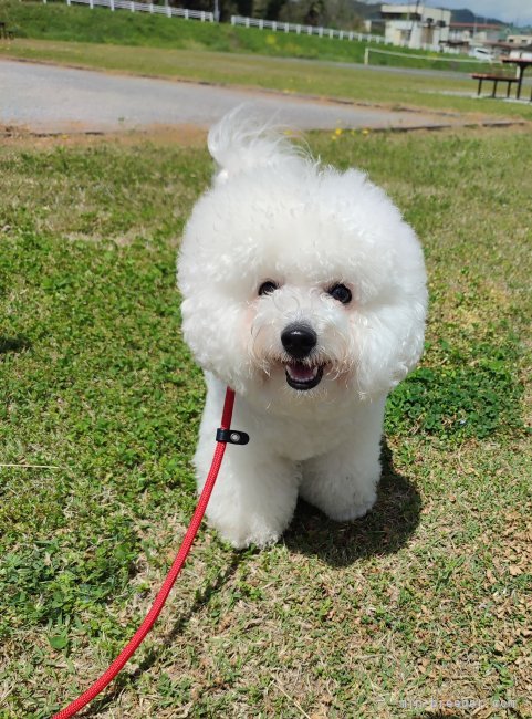 ビションフリーゼ【・女の子・2022年12月5日・ホワイト】「公園さんぽの様子」