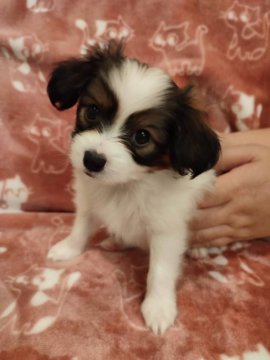 パピヨン【栃木県・男の子・2022年3月4日・ホワイト&ブラウン】の写真「とってもイケメンの甘えん坊さん」