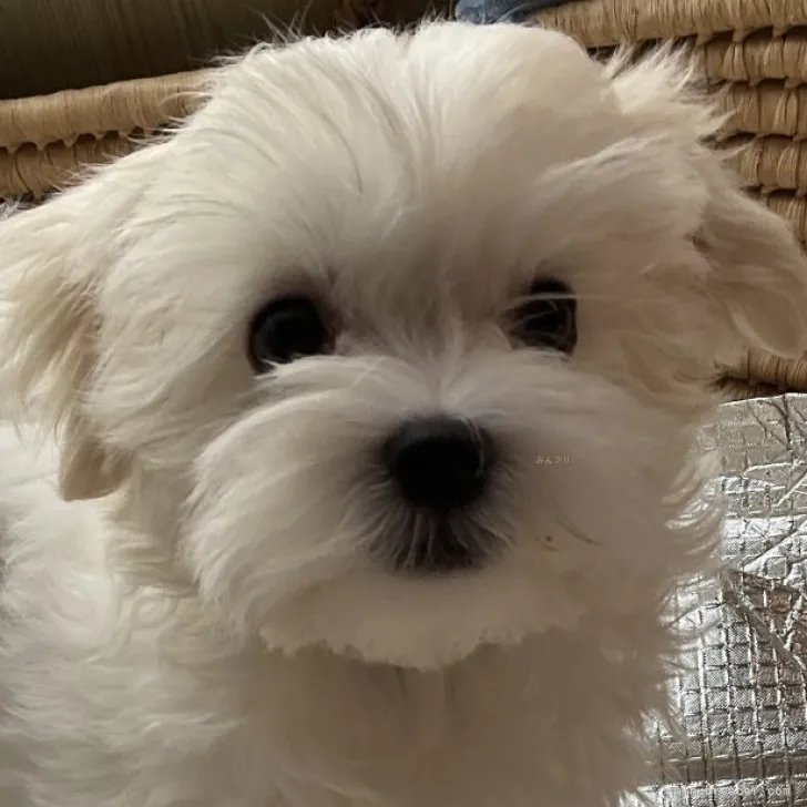 ID:2308-06643の子犬
