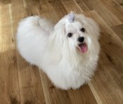 マルチーズ【・男の子・2023年12月4日・ホワイト】