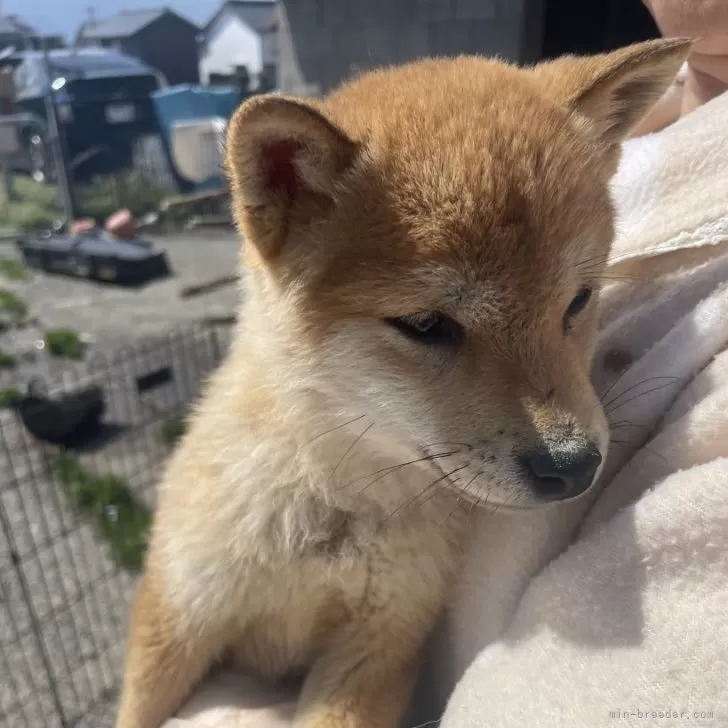 ID:2411-02854の子犬