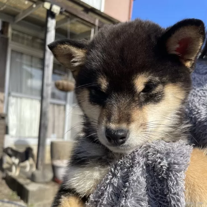 ID:2410-03326の子犬