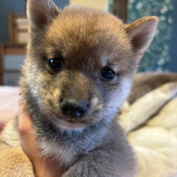 豆柴【福岡県・男の子・2025年9月29日・赤】の写真「大人しい男の子です！」