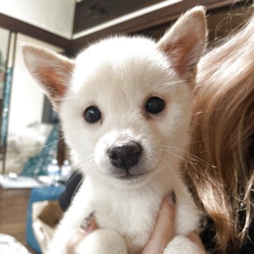 豆柴【福岡県・男の子・2025年3月20日・白】の写真「まん丸お目目が可愛い子です！」