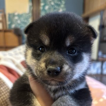 柴犬(豆柴)【福岡県・男の子・2025年9月29日・黒】の写真「大人しい男の子です！」