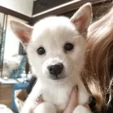 豆柴