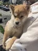 豆柴【福岡県・男の子・2024年9月25日・赤色】の写真3
