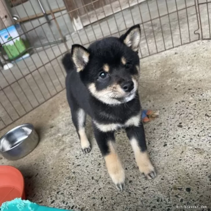 ID：2311-03369の子犬