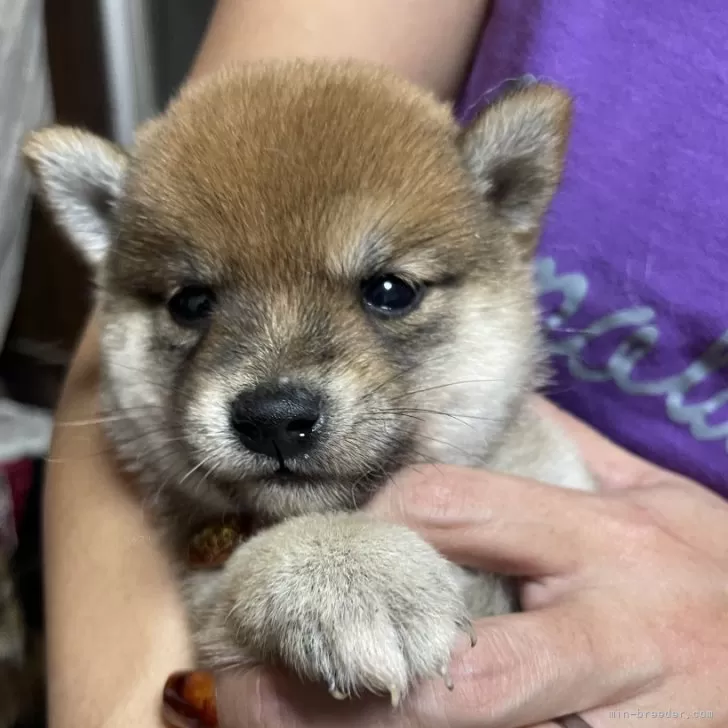 ID:2410-05221の子犬