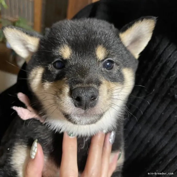 ID：2311-03365の子犬