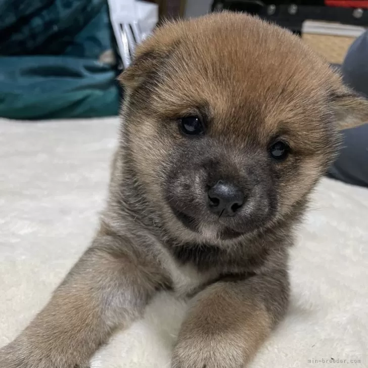 ID:2401-00262の子犬