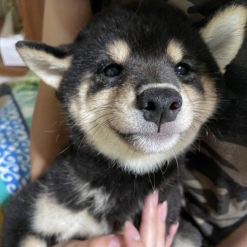 柴犬(豆柴)【福岡県・男の子・2023年7月3日・黒色】の写真「怖がりで甘えん坊な男の子です！」
