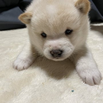 柴犬(豆柴)【福岡県・男の子・2023年11月15日・白】の写真「むちむちな男の子！」