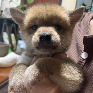 柴犬(豆柴)【福岡県・男の子・2024年5月21日・赤】の写真「大人しい男の子です！」