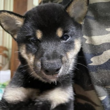 柴犬(豆柴)【福岡県・男の子・2023年7月3日・黒色】の写真「三兄弟で1番大人しい男の子です！」