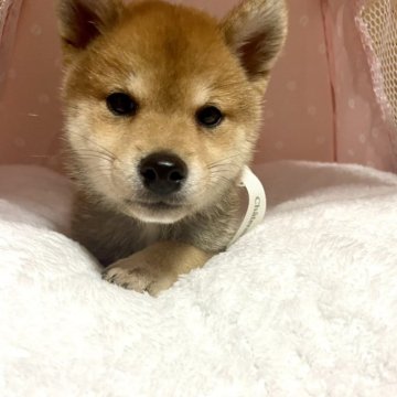 柴犬(豆柴)【福岡県・女の子・2024年5月21日・赤色】の写真「元気な女の子です！」