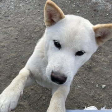 柴犬(豆柴)【福岡県・男の子・2023年5月5日・白色】の写真「希少な白色です！
人が大好きです！」