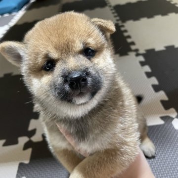 柴犬(豆柴)【福岡県・男の子・2024年9月6日・赤色】の写真「元気な男の子です！」