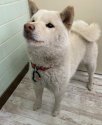 柴犬【・女の子・2021年6月15日・白】「外で汚れすぎてお風呂前」