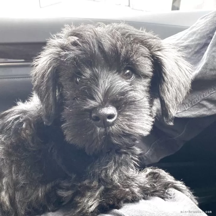 ID：2504-03155の子犬