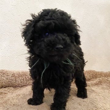 トイプードル(トイ)【大阪府・男の子・2025年9月17日・グレー】の写真「毛量、色素、完璧です♡（11/13迄掲載）」