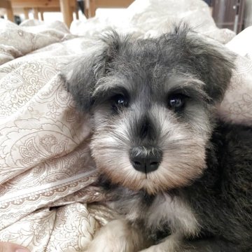 ミニチュアシュナウザー【大阪府・男の子・2025年4月12日・ソルト&ペッパー】の写真「仔犬らしからぬ落ち着きがある子です。」
