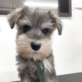ミニチュアシュナウザー