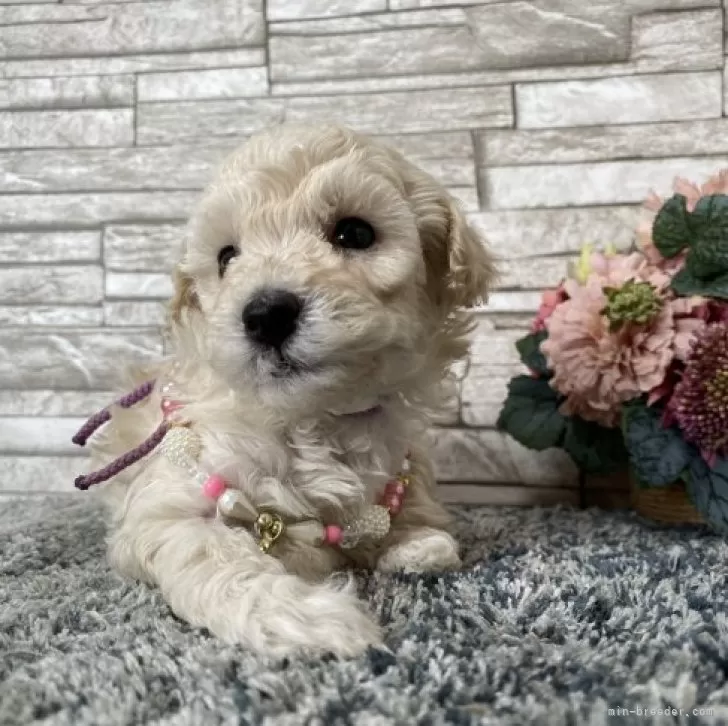 ID:2312-02009の子犬