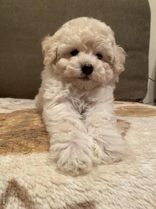 ID:2012-02535の子犬