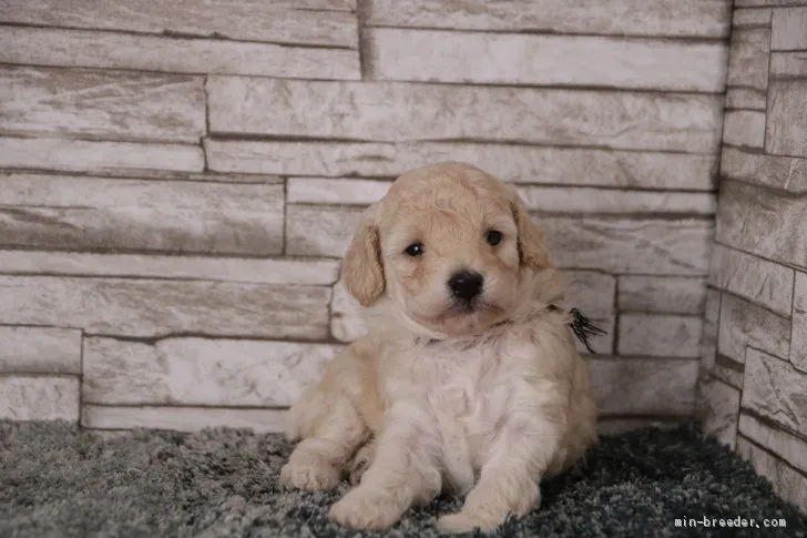 ID：2106-03038の子犬