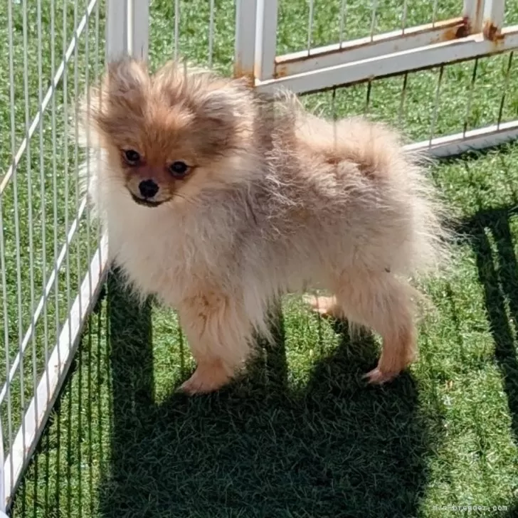 ID:2412-06286の子犬