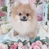 ポメラニアン