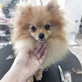ポメラニアン