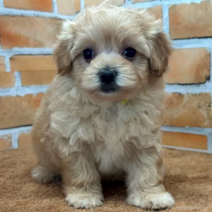 ID:2407-05384の子犬