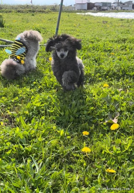 ルブタン♡♡｜太田　衣里(おおた　えり)ブリーダー(青森県・トイプードル・JKC登録)の紹介写真9