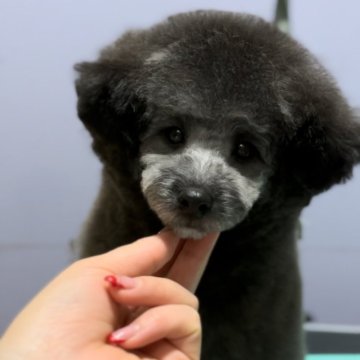 トイプードル(トイ)【青森県・男の子・2023年8月11日・シルバー】の写真「チャンピオン家系の子👑運動神経抜群♡」