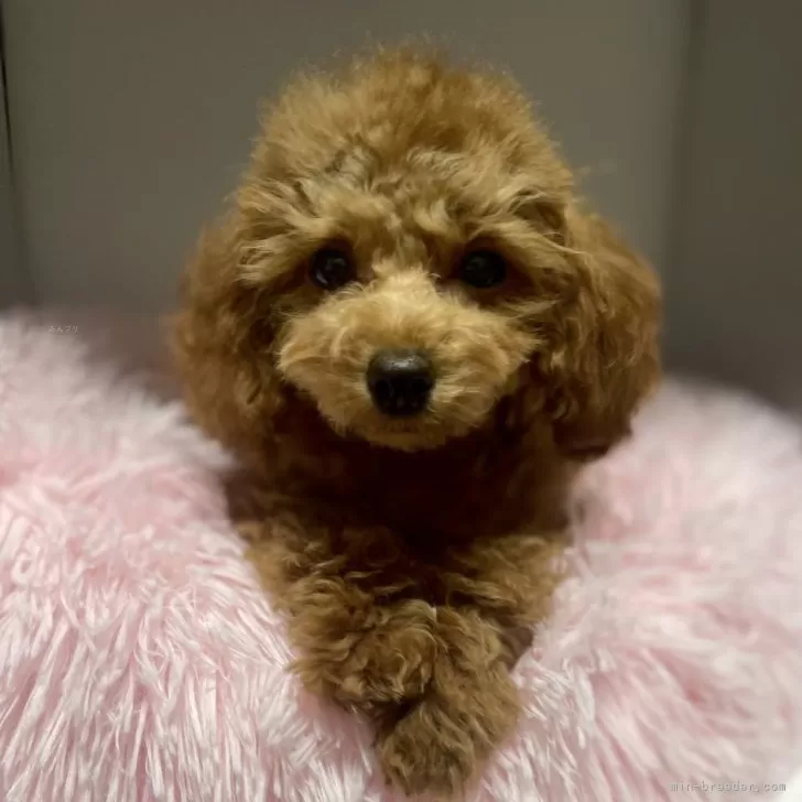 ID:2411-07742の子犬