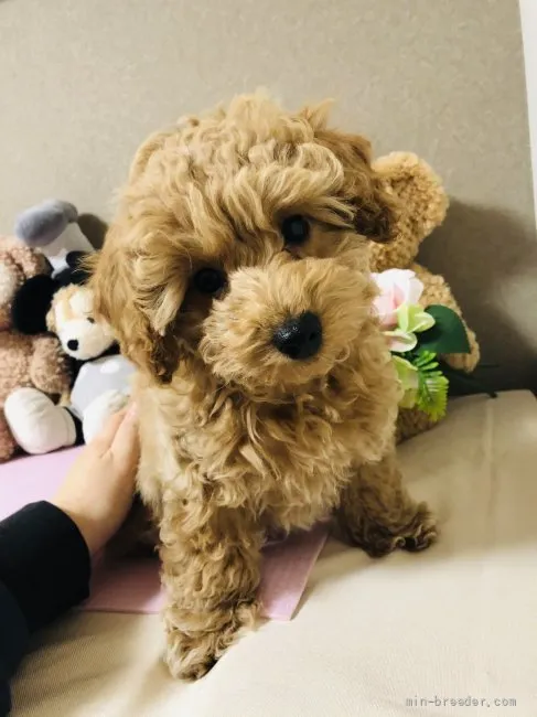 ID：2201-04268の子犬