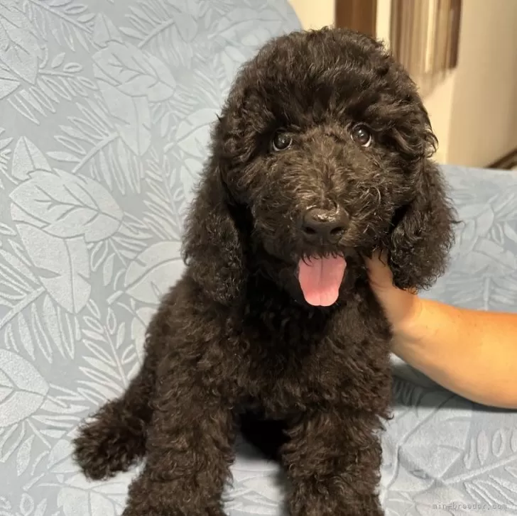 ID:2409-01903の子犬