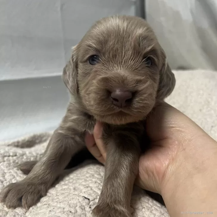 ID：2412-05758の子犬