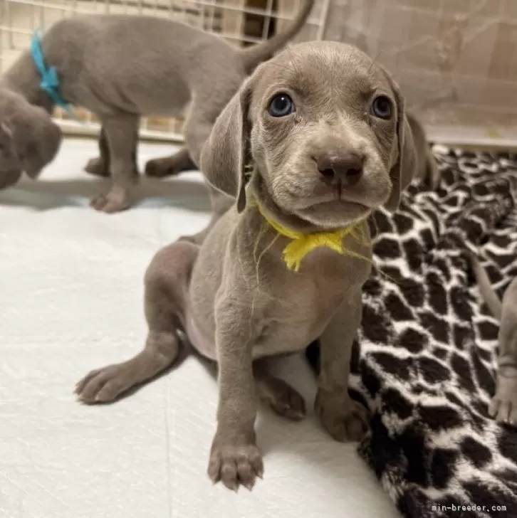 ID：2507-08197の子犬