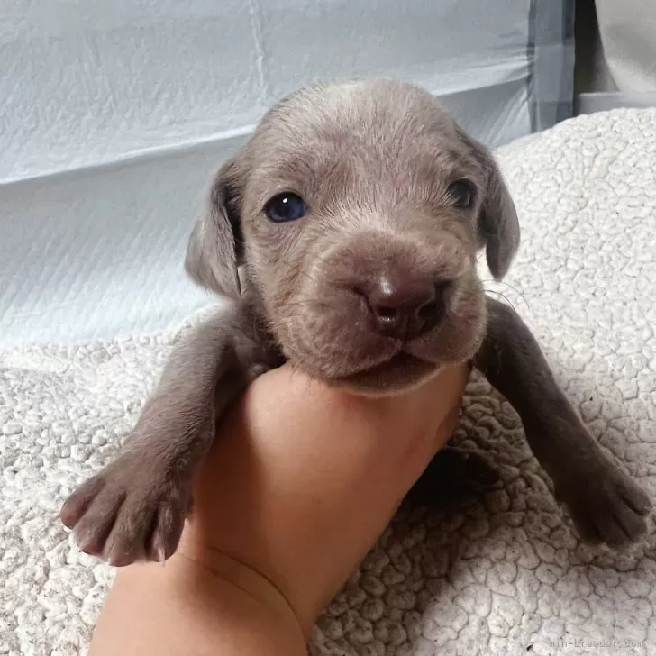 ID：2412-05751の子犬