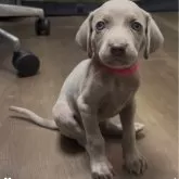 ワイマラナー